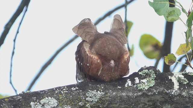 Oilbird - ML457260351