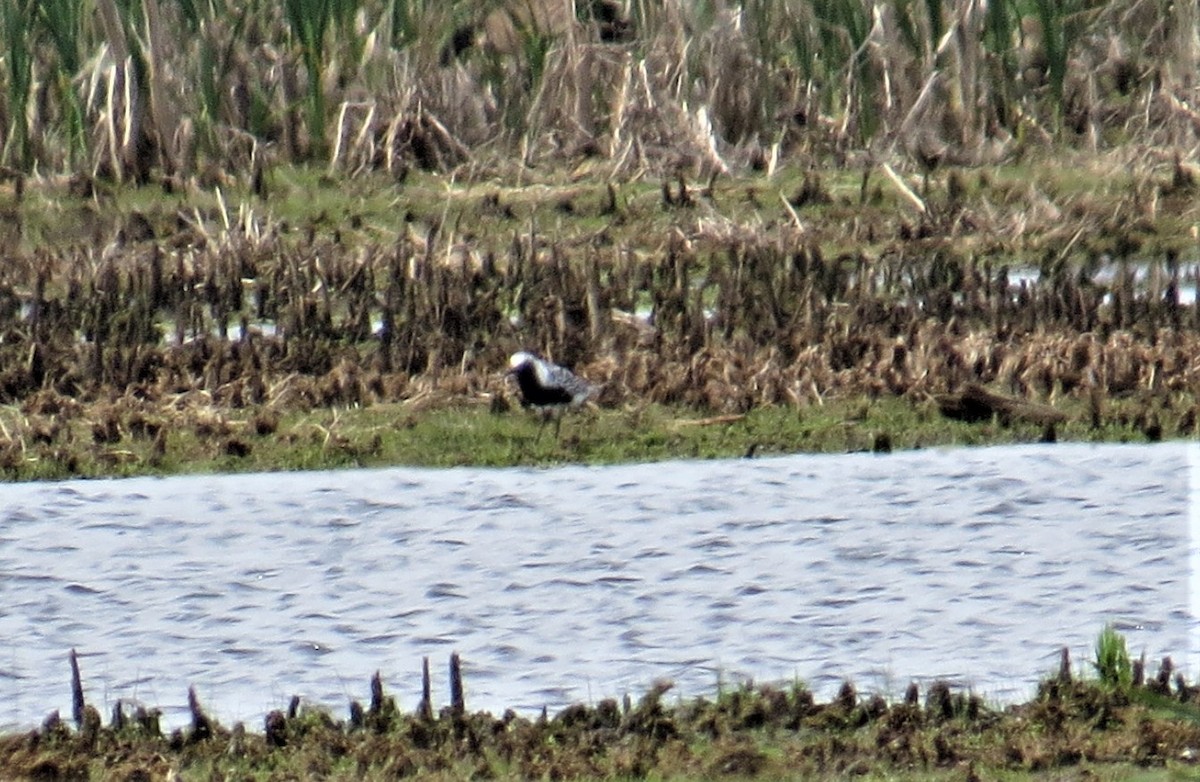 Black-bellied Plover - pamela hoyland