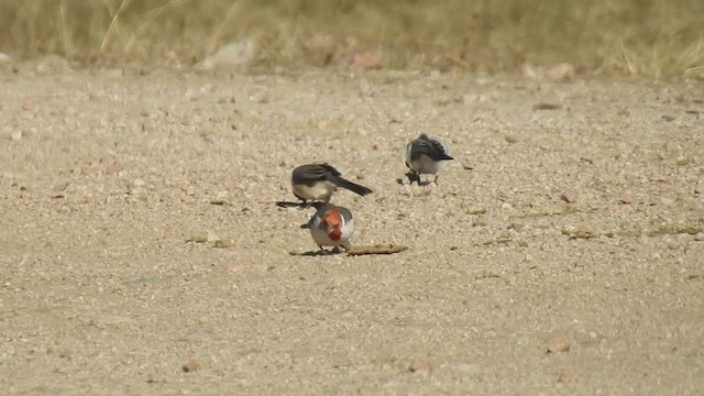 Red-crested Cardinal - ML457260971