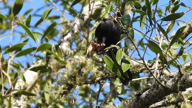 Golden-winged Cacique - ML457262271