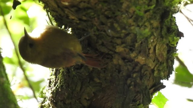 Olivaceous Woodcreeper - ML457262451