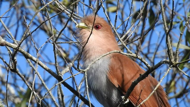 Squirrel Cuckoo (Amazonian) - ML457263031