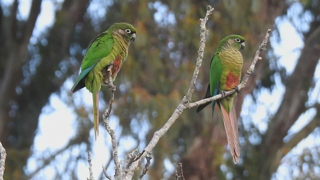 Maroon-bellied Parakeet - ML457263301