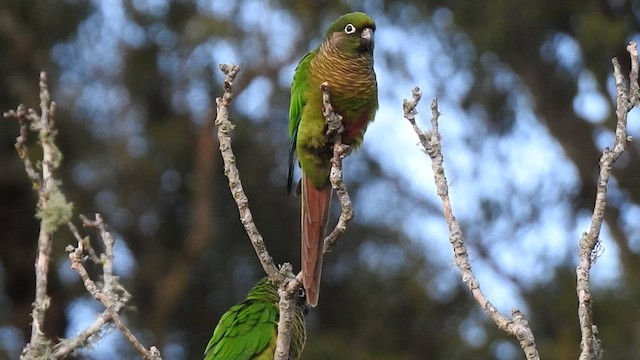 Maroon-bellied Parakeet - ML457263421