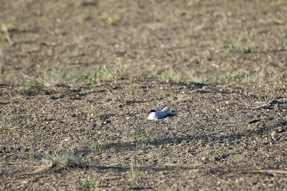 Arctic Tern - ML457263871