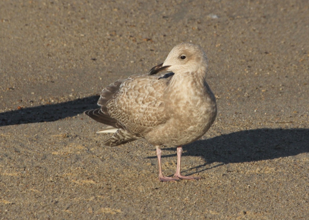 Iceland Gull (Thayer's) - ML45726411