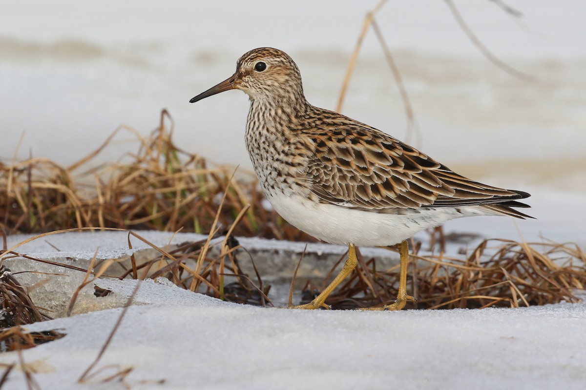 Pectoral Sandpiper - Ryan Zucker