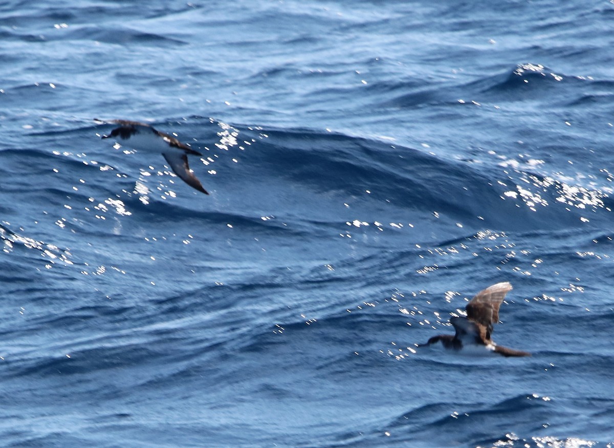 Manx Shearwater - ML457264481