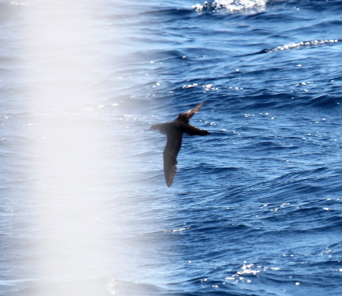 Manx Shearwater - Jeff Sexton