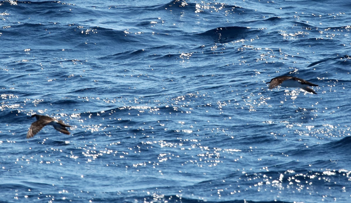 Manx Shearwater - ML457264501