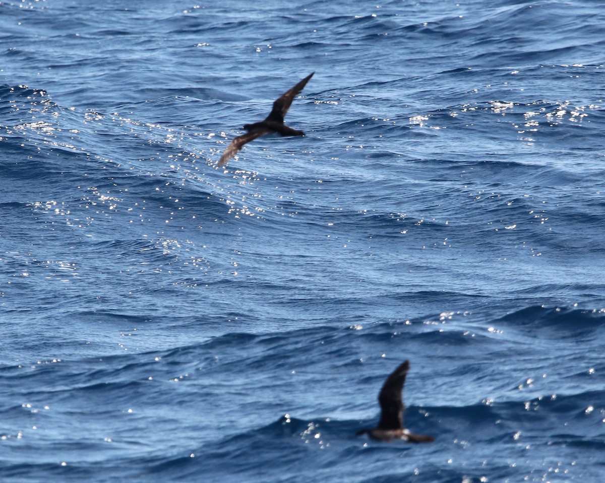 Manx Shearwater - ML457264511