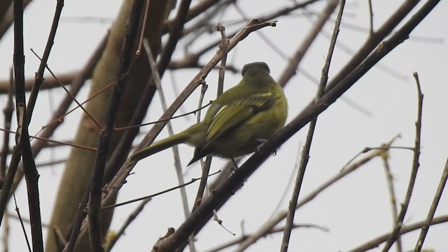 Yellow-olive Flatbill - ML457265621