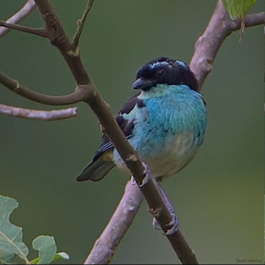 Blue-browed Tanager - ML457266491