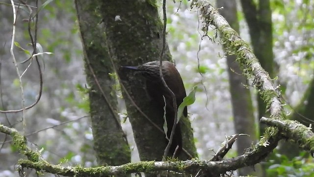 Planalto Woodcreeper - ML457266621