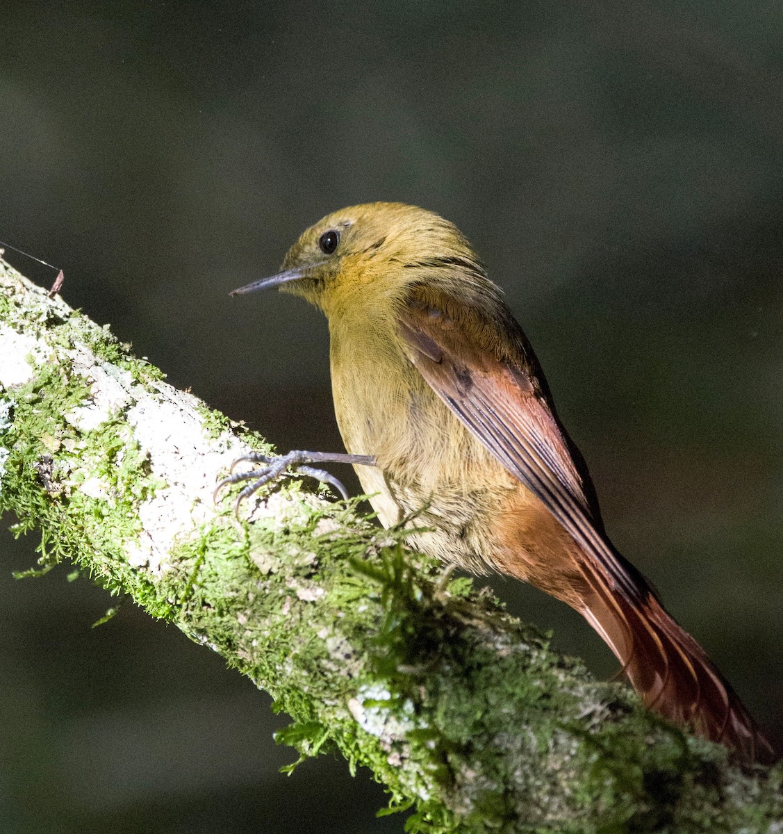 Olivaceous Woodcreeper - ML457267851