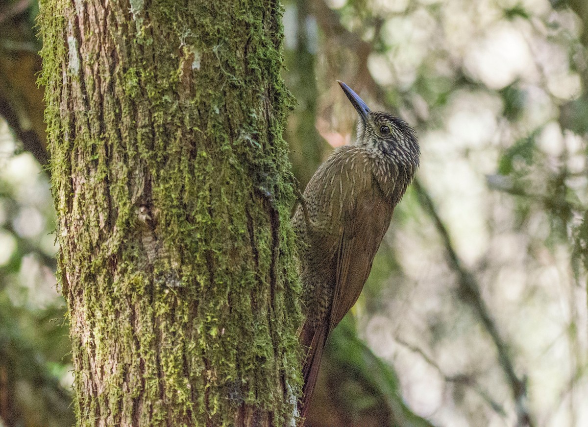 Planalto Woodcreeper - Joaquin Muñoz