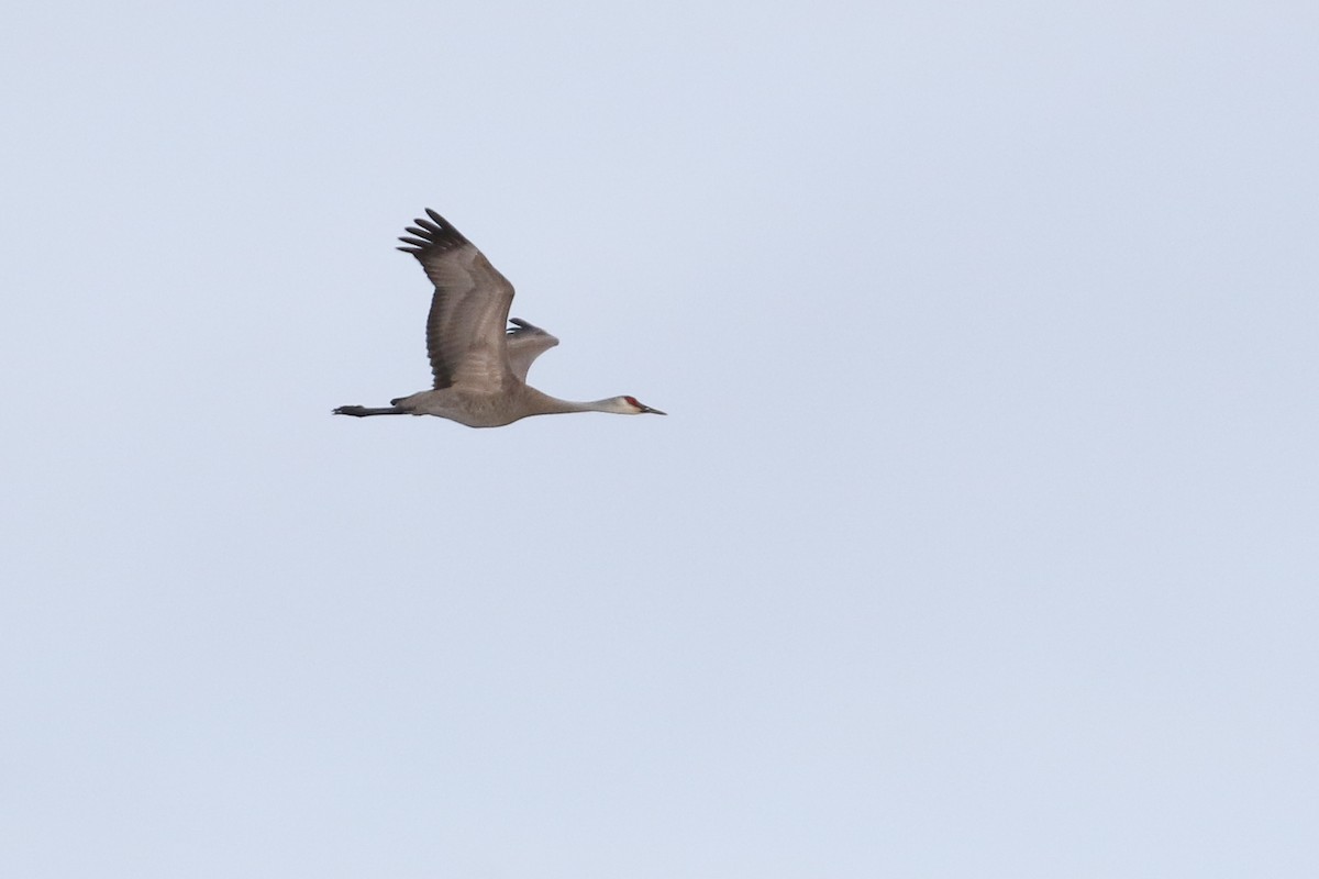 Sandhill Crane - ML457268601