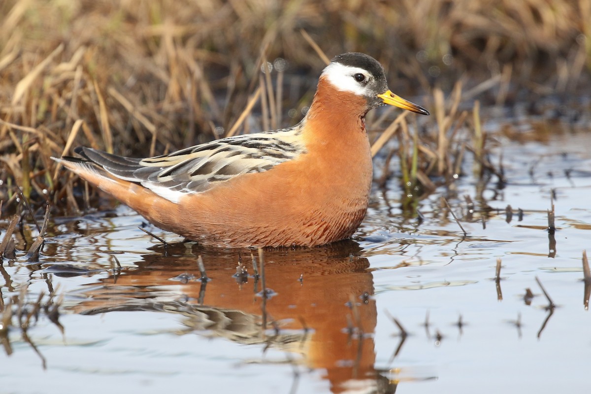 Red Phalarope - ML457271791