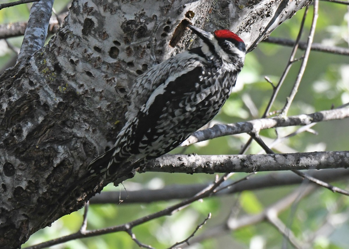 Yellow-bellied Sapsucker - ML457271901