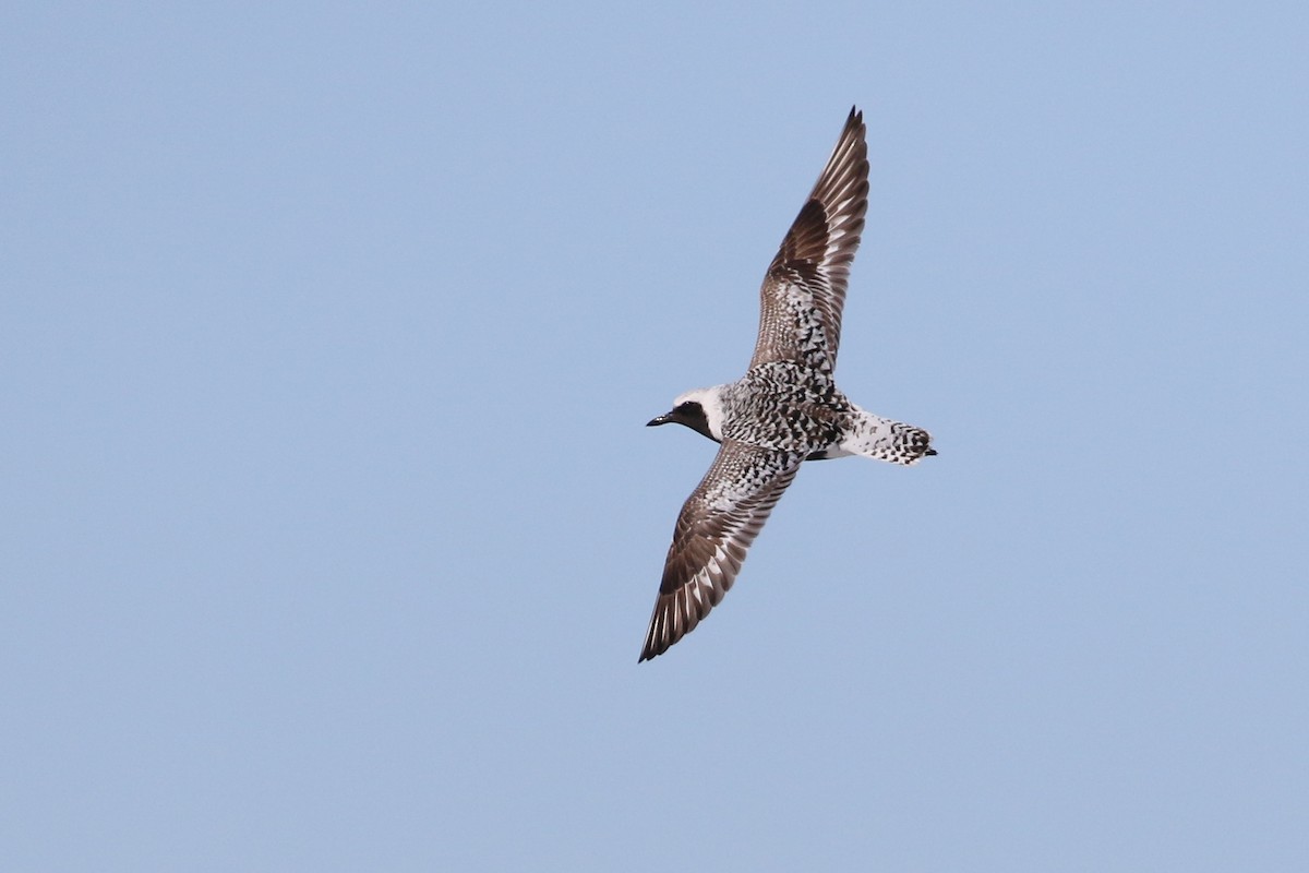 Black-bellied Plover - ML457272751