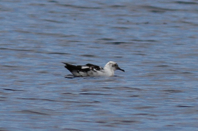 Black-vented Shearwater - ML457273121