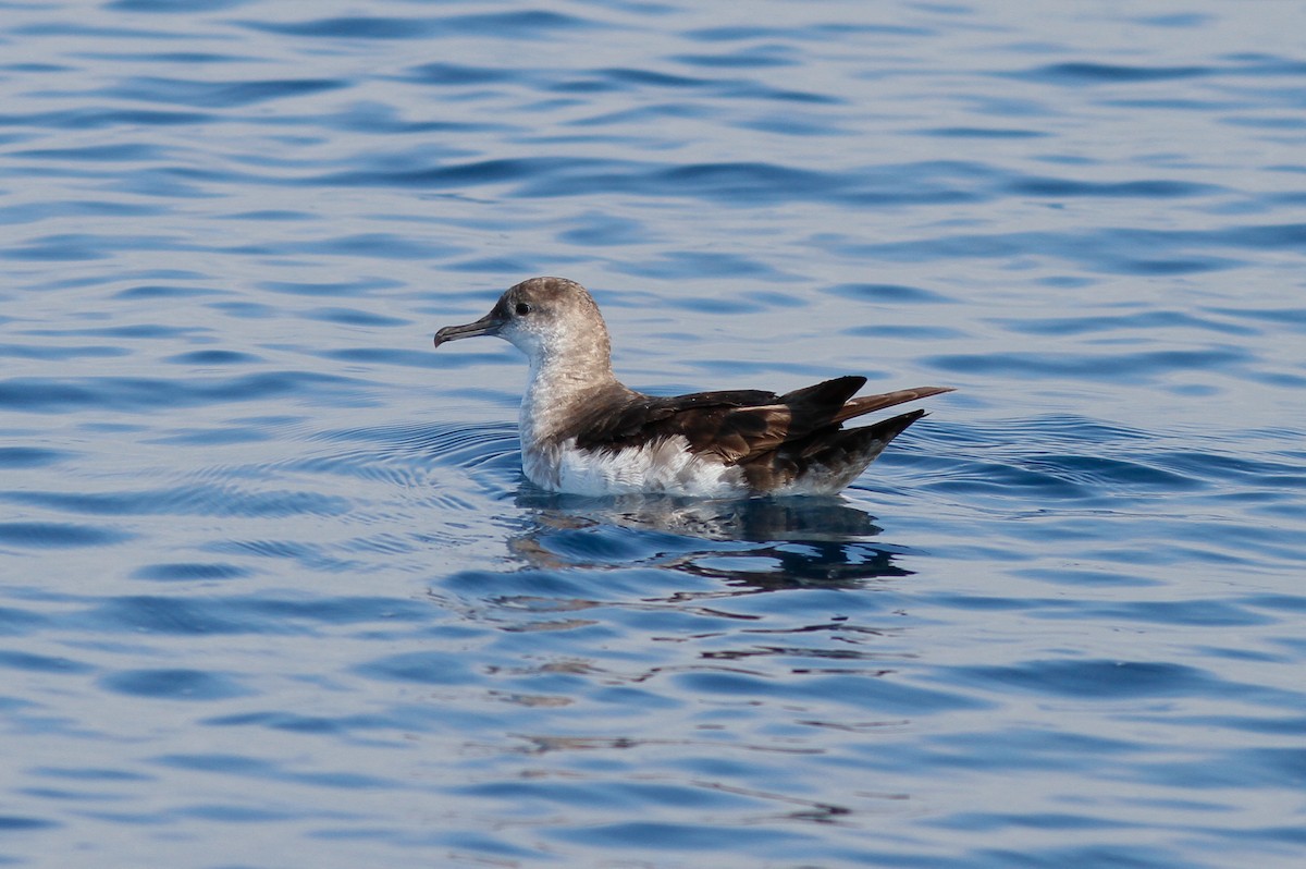 Black-vented Shearwater - ML457273201