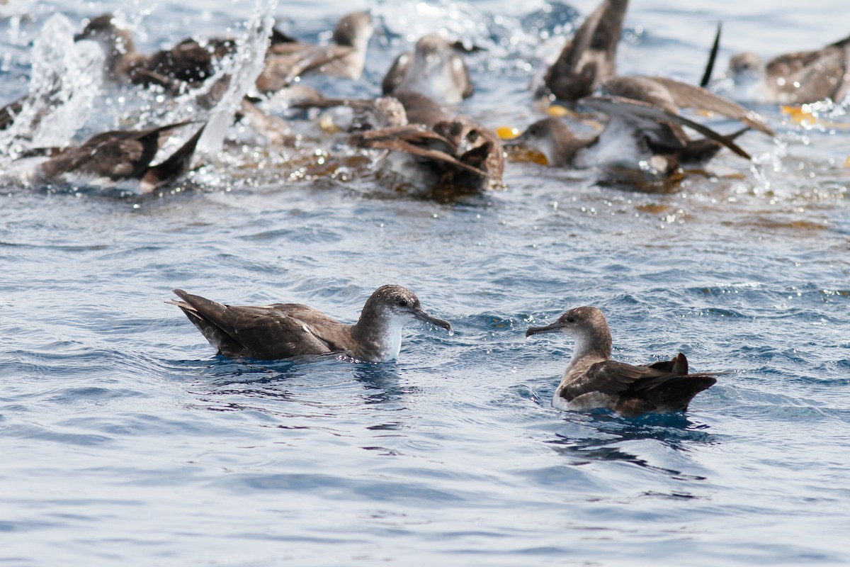 Black-vented Shearwater - ML457273251