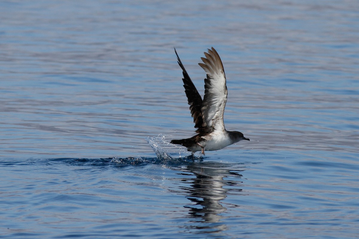 Black-vented Shearwater - ML457273301