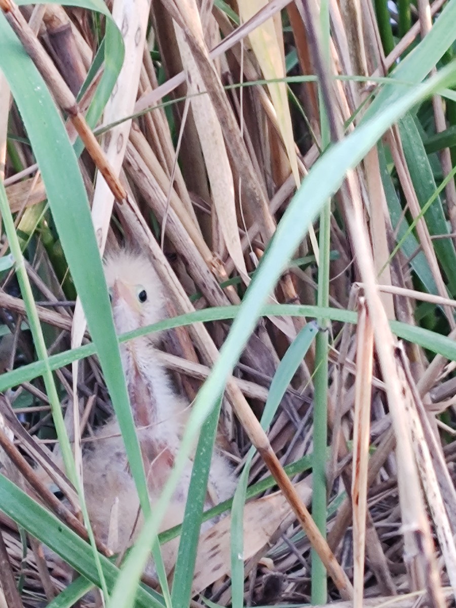 Least Bittern - ML457273371