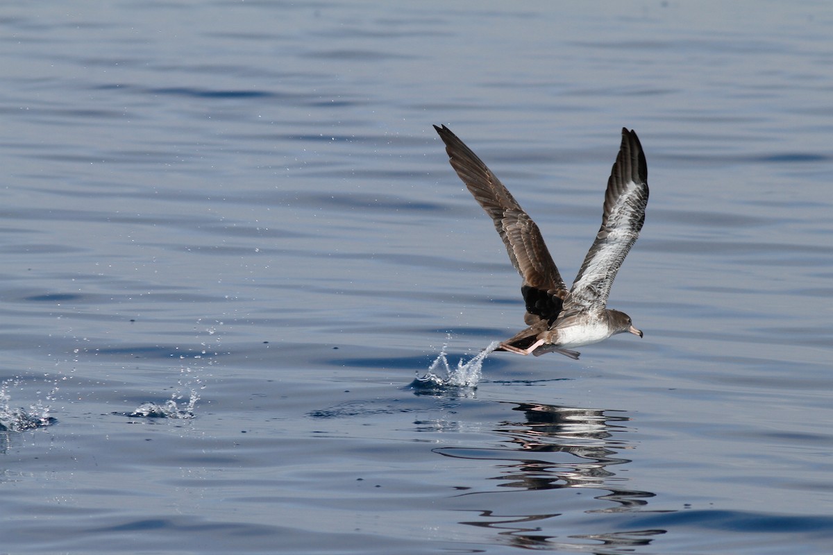 Pink-footed Shearwater - Justyn Stahl