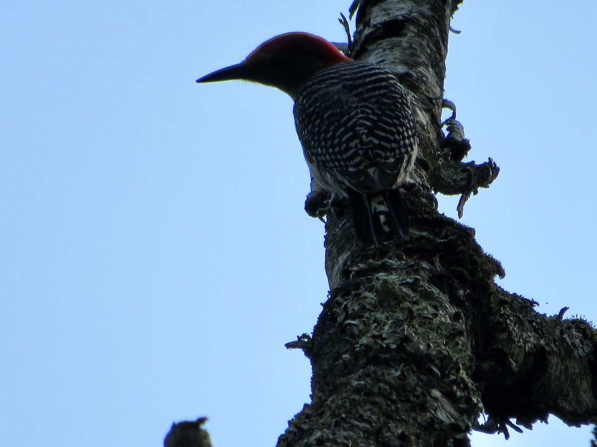 Red-bellied Woodpecker - ML457276861