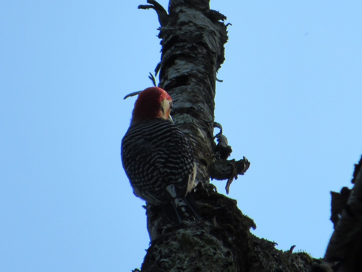 Red-bellied Woodpecker - ML457277031