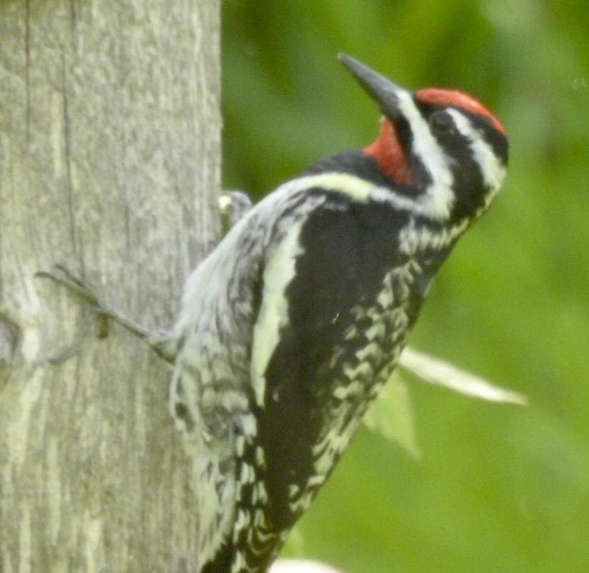 Yellow-bellied Sapsucker - ML457278551