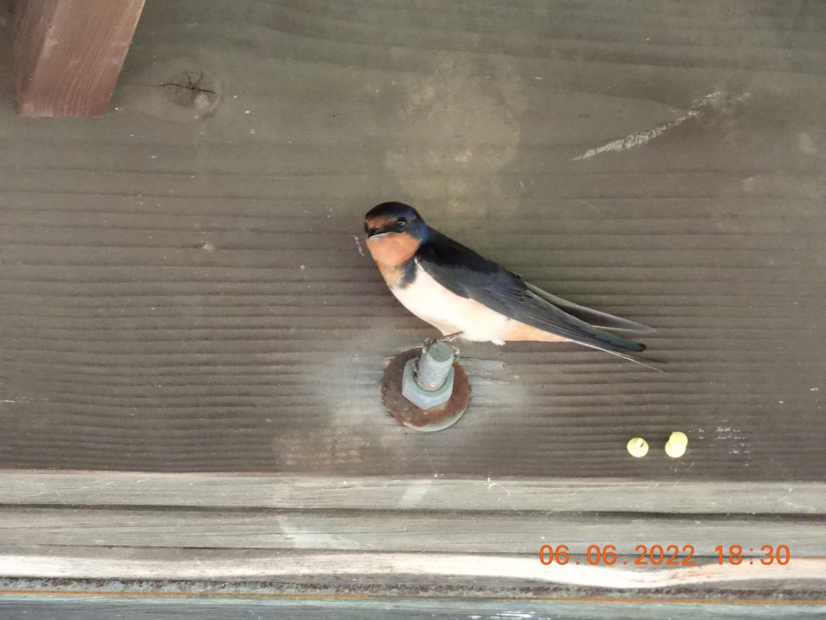 Barn Swallow - ML457278911