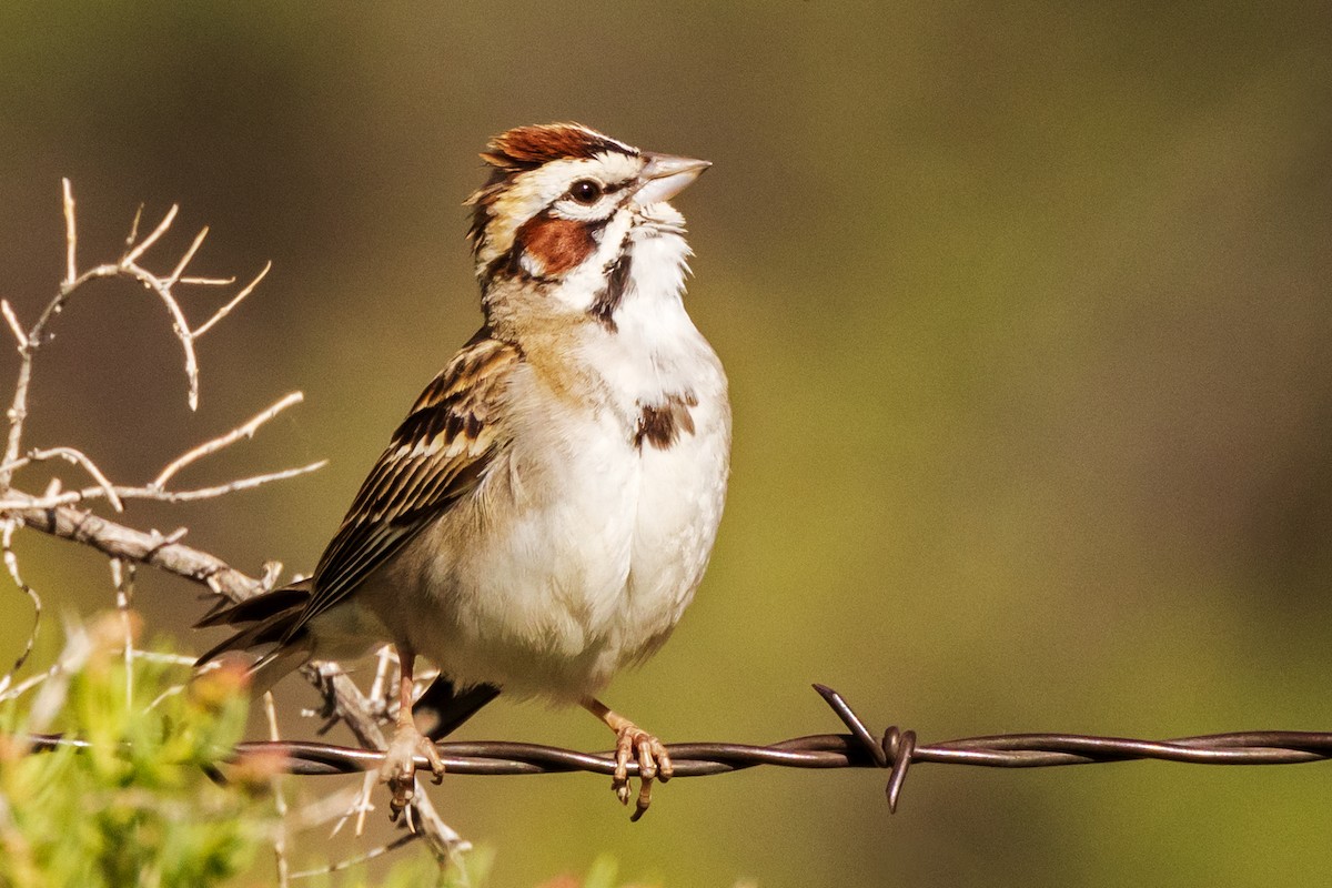 Lark Sparrow - ML457282011