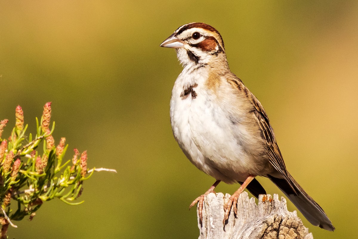 Lark Sparrow - Lesley Tullis