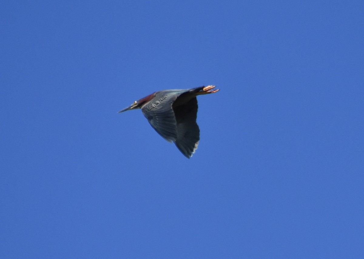 Green Heron - ML457282971