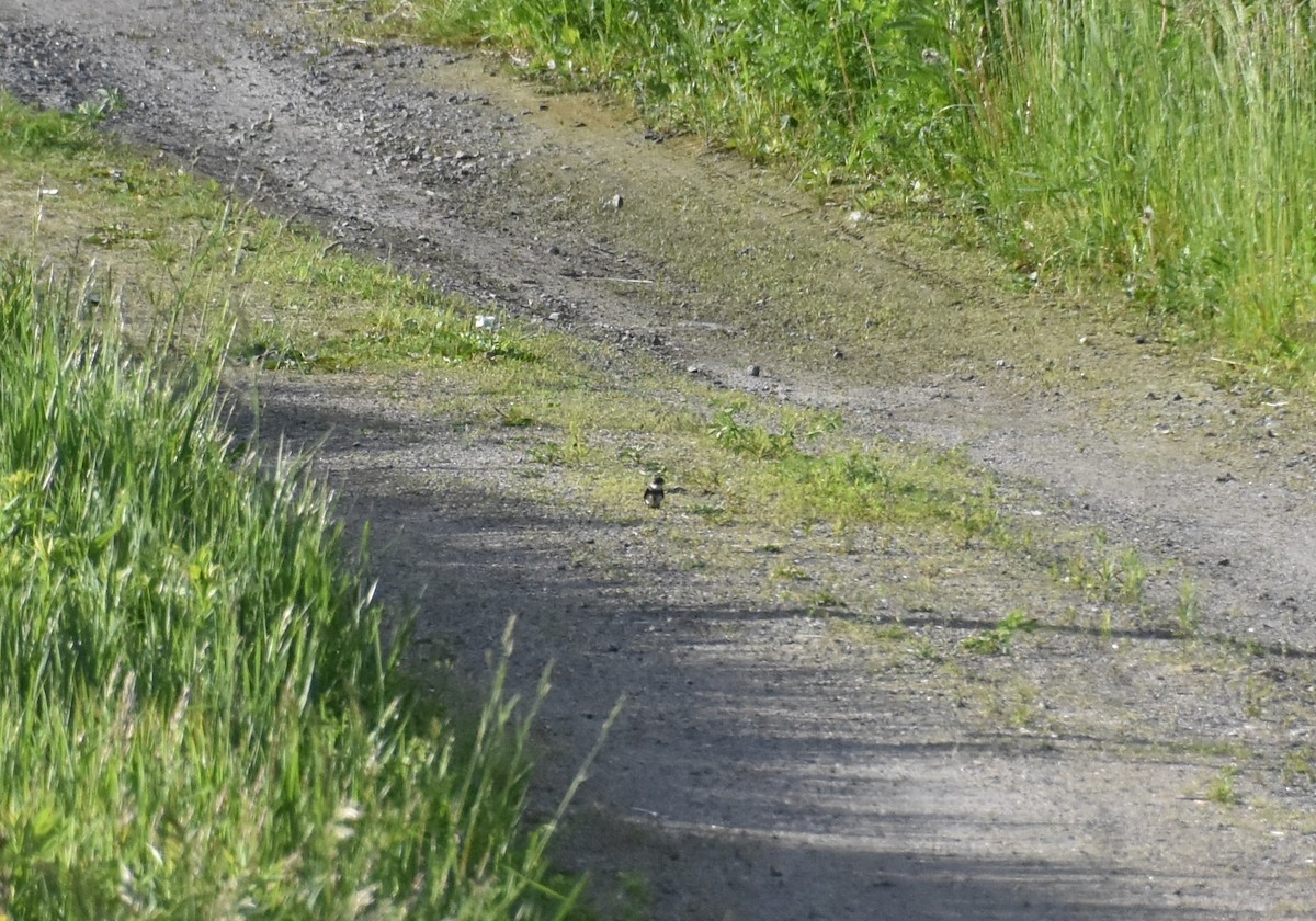 Bank Swallow - ML457283001