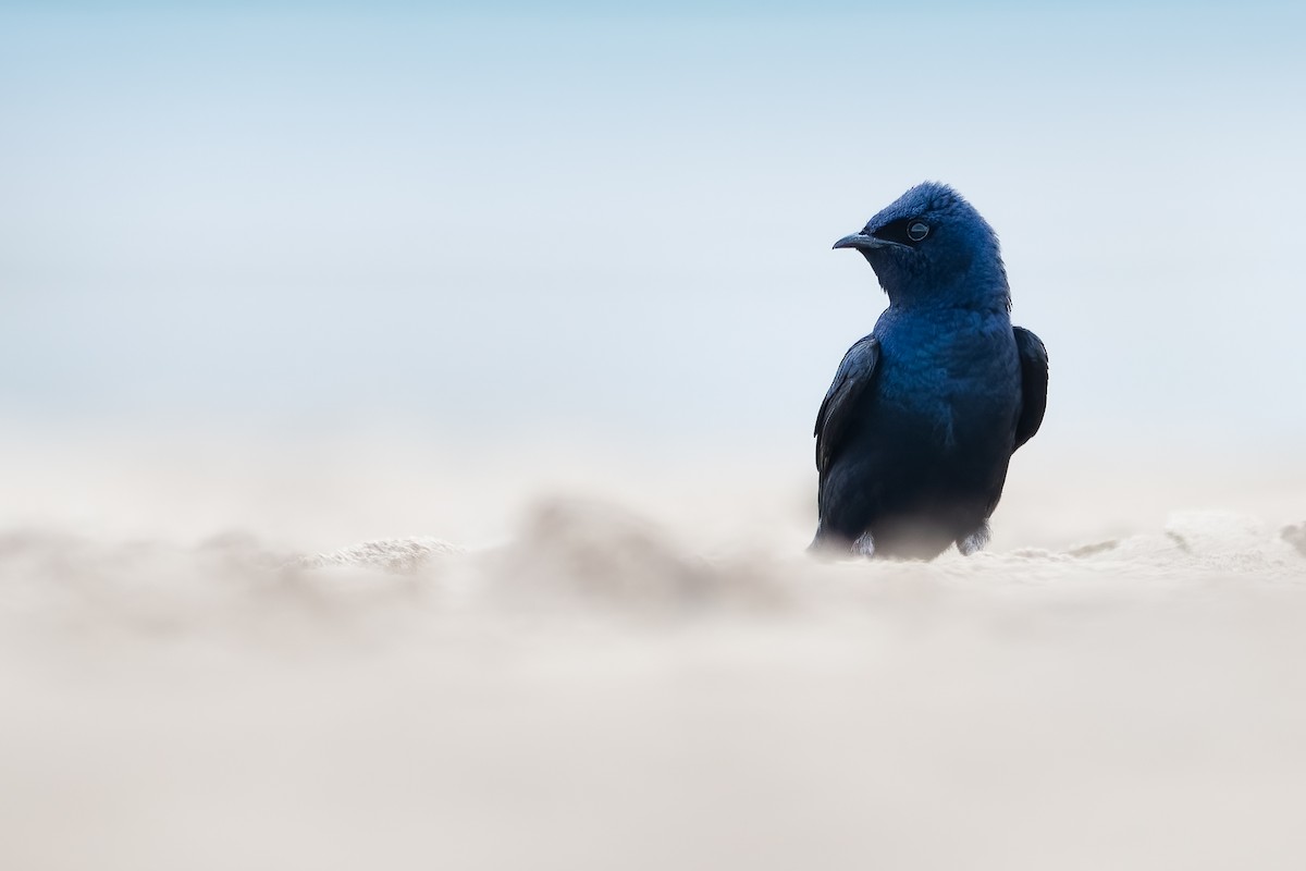 Purple Martin - ML457283311