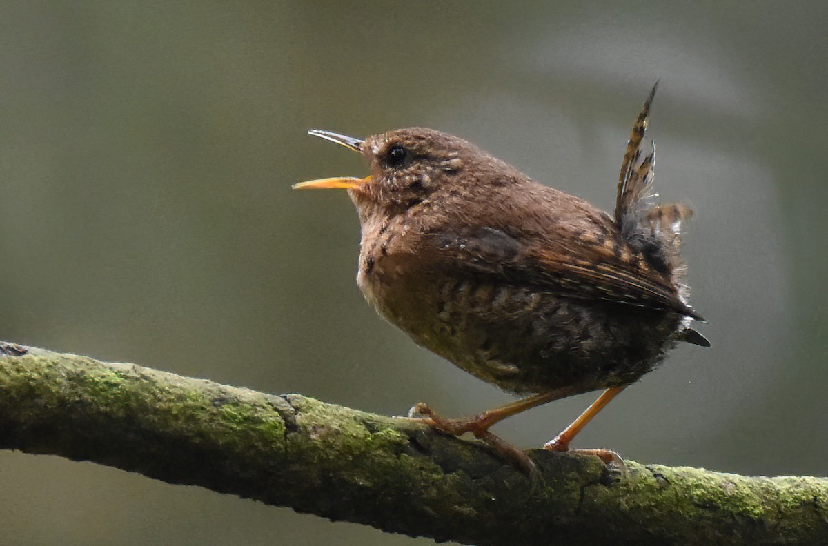 Pacific Wren - ML457286271