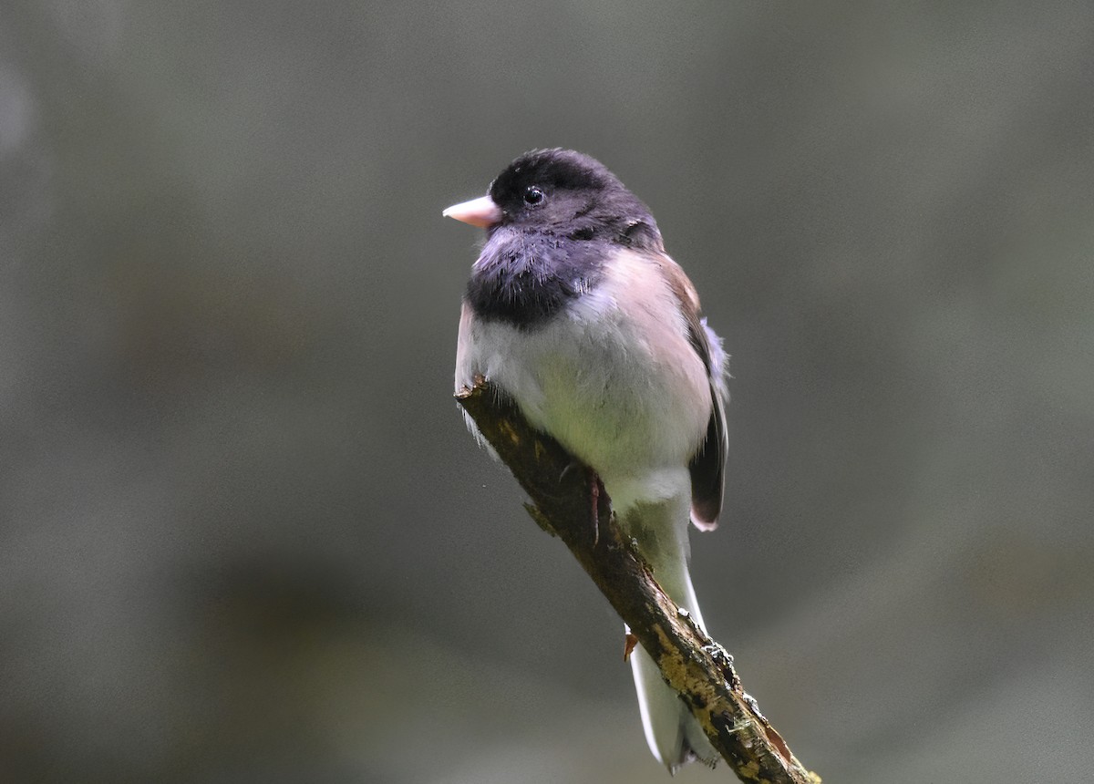 Dark-eyed Junco - ML457286391