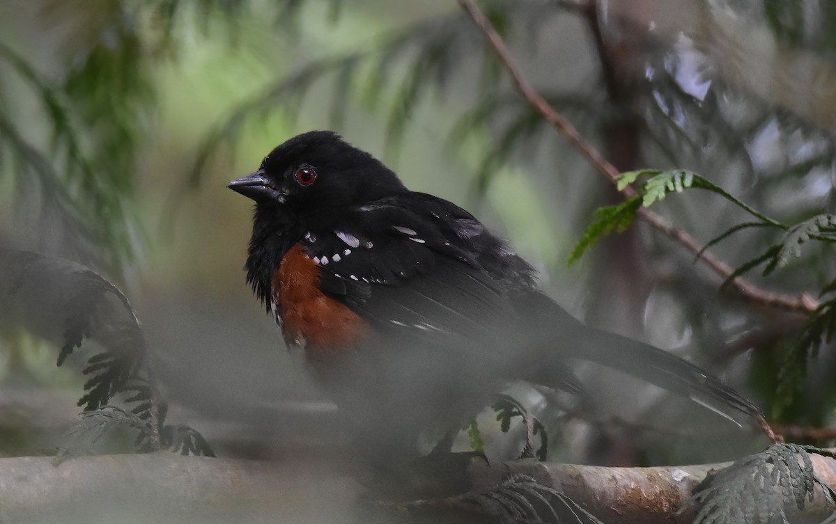 Spotted Towhee - ML457286521