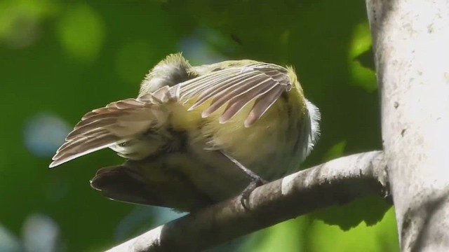 Blue-headed Vireo - ML457286841