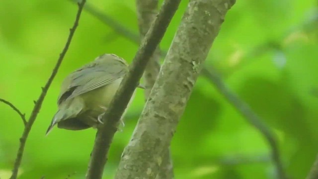 Worm-eating Warbler - ML457286991