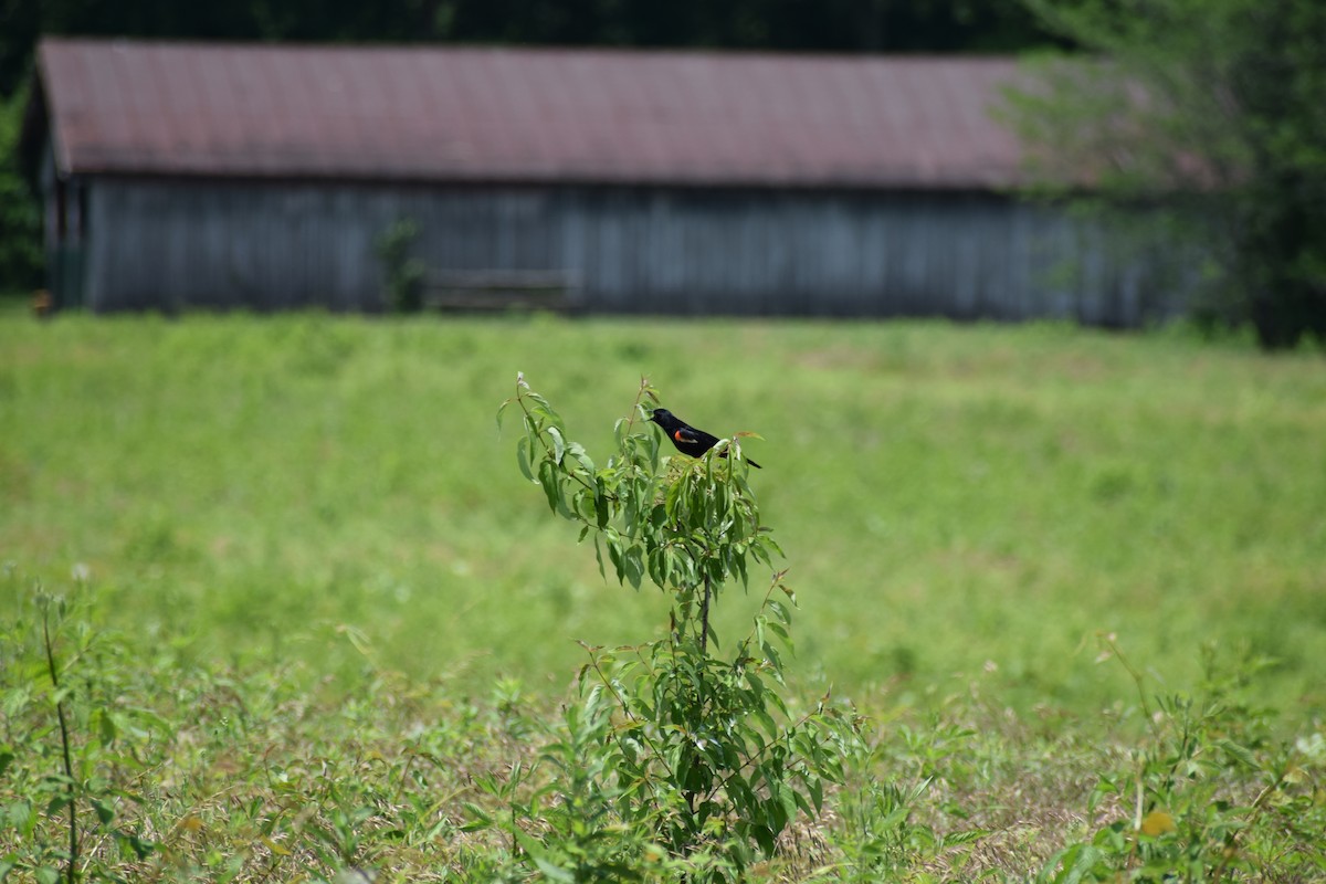 Red-winged Blackbird - ML457287491