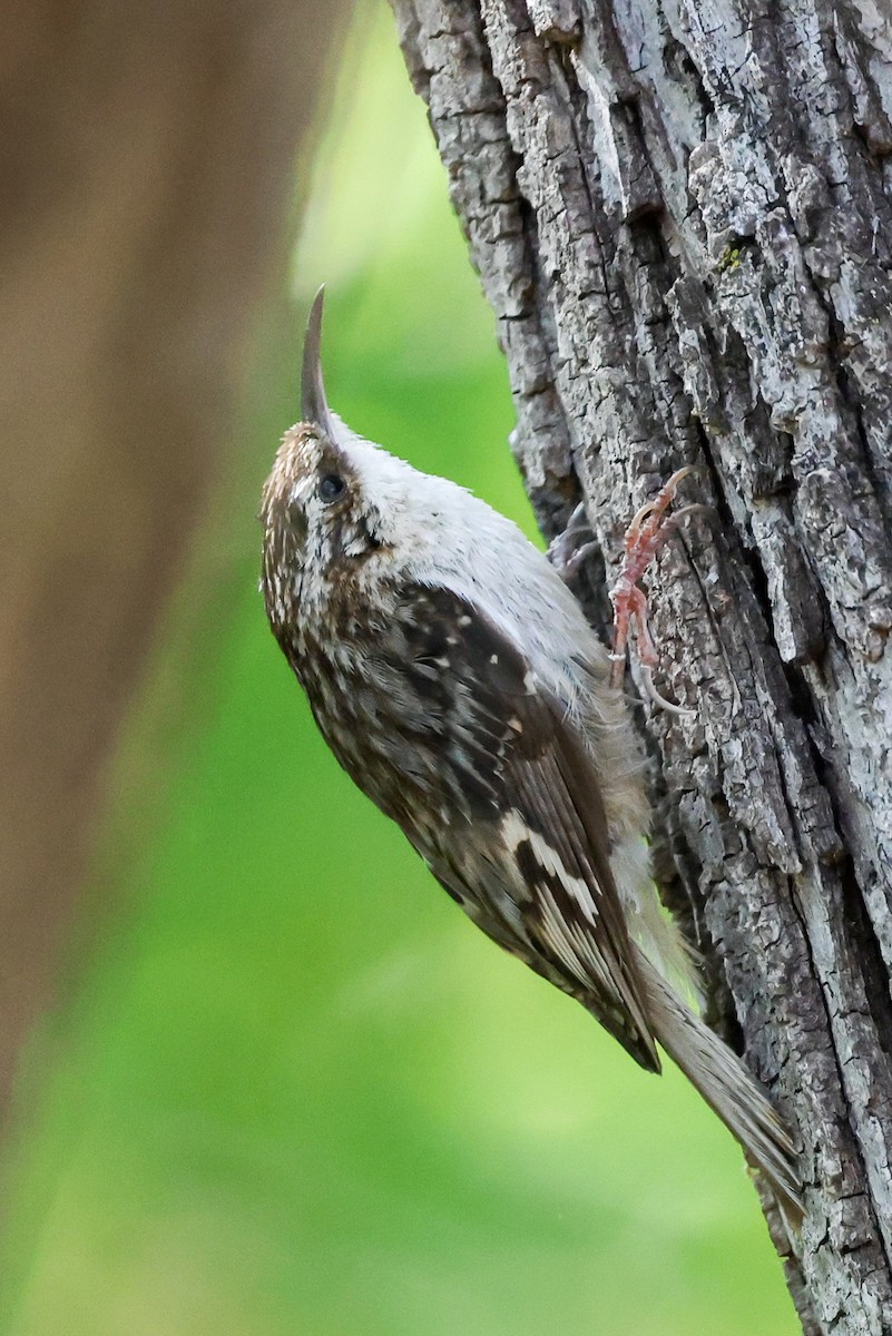 Brown Creeper - ML457287761