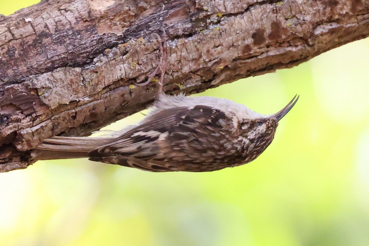 Brown Creeper - ML457287781