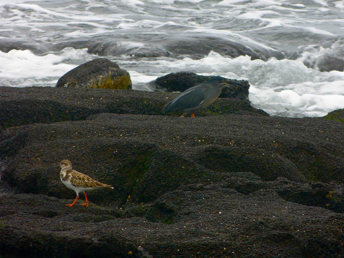 Ruddy Turnstone - ML45728801