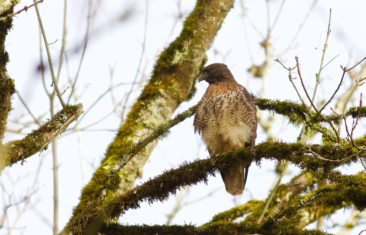 Red-tailed Hawk - Kathryn Keith