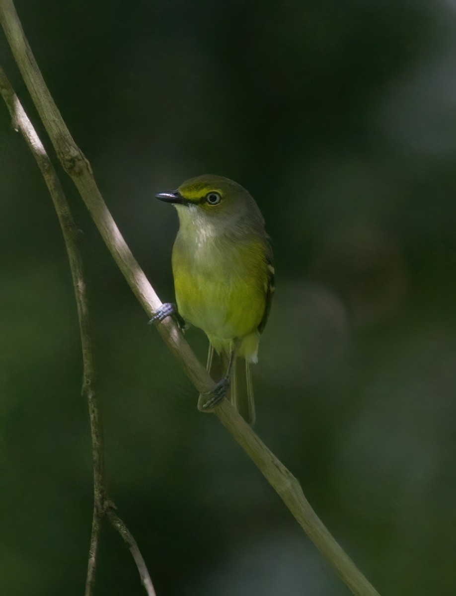White-eyed Vireo - ML457290381